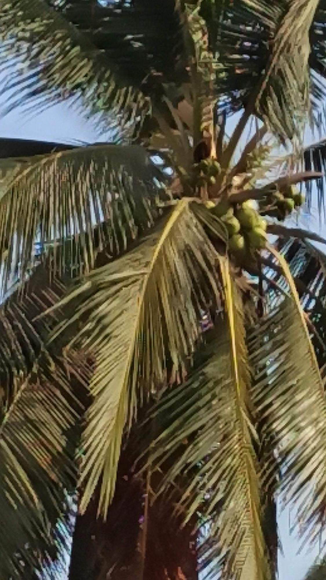 Quinta Diamante Hotel Barra Vieja Kültér fotó